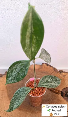 Hoya coriacea Silver / Splash, Bewurzelte Pflanze