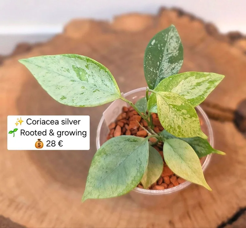 Hoya coriacea Silver / Splash, Bewurzelte Pflanze