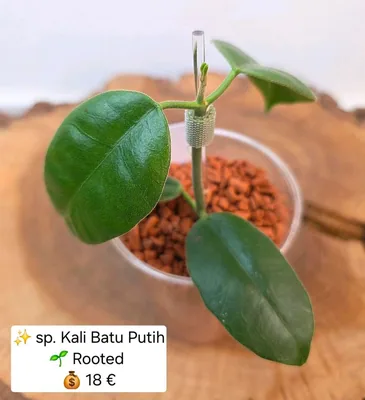 Hoya sp. Kali Batu Putih, Steckling