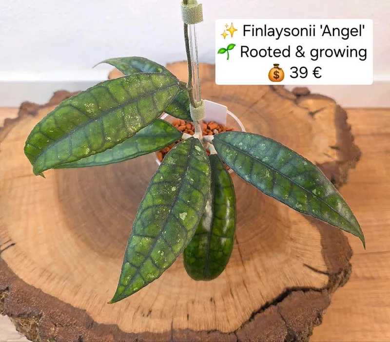 Hoya finlaysonii 'Angel', Bewurzelte Pflanze