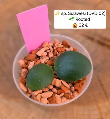 Hoya sp. Sulawesi (DVD 02), Steckling