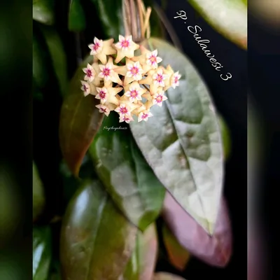 Hoya sp. Sulawesi 3, Steckling