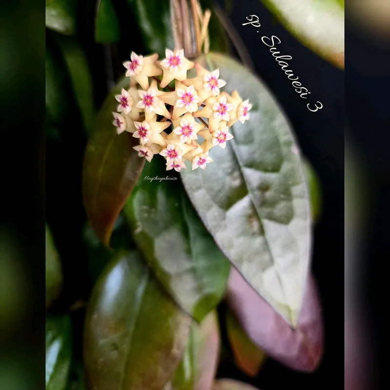Hoya sp. Sulawesi 3, Steckling