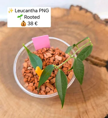 Hoya leucantha PNG, Steckling