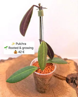 Hoya pulchra, Bewurzelte Pflanze