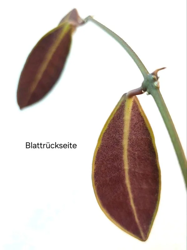 Hoya pulchra, Bewurzelte Pflanze
