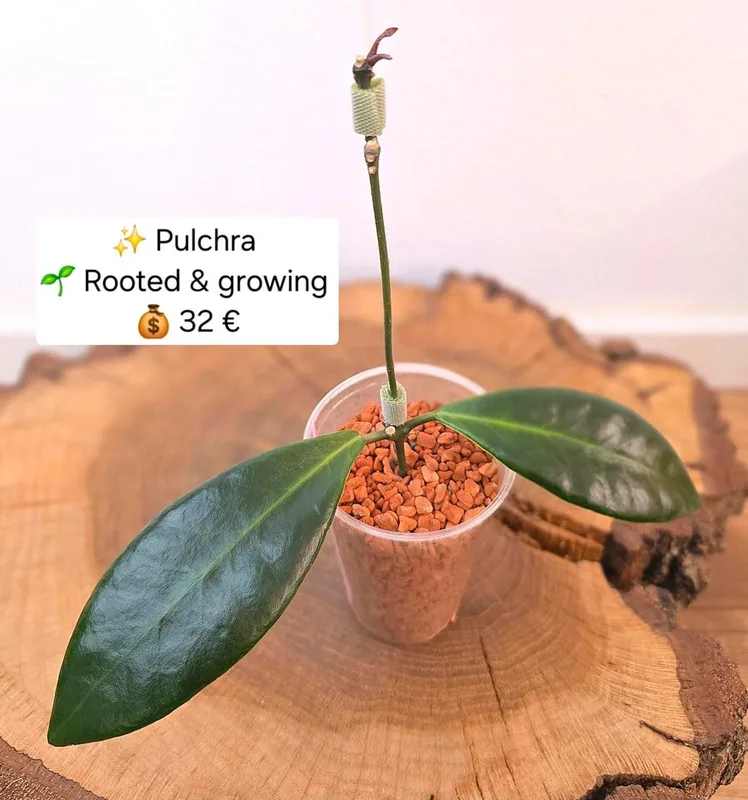 Hoya pulchra, Bewurzelte Pflanze