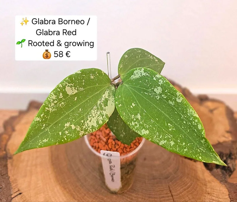 Hoya glabra RED / Glabra Borneo, Bewurzelte Pflanze