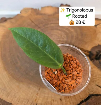 Hoya trigonolobus, Steckling