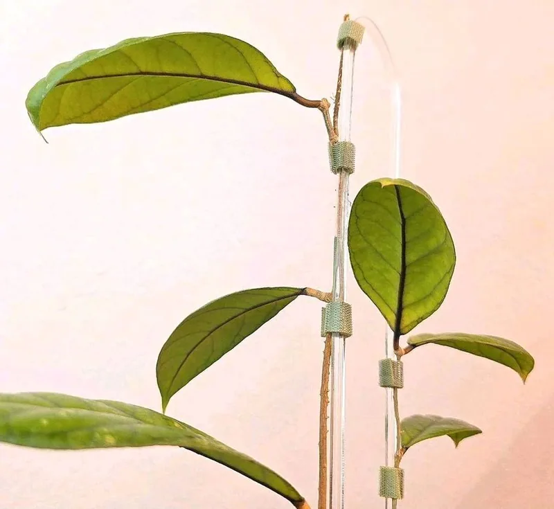 Hoya sp. Kapit Borneo IML1029, Bewurzelte Pflanze