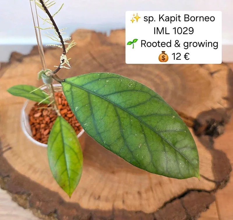 Hoya sp. Kapit Borneo IML1029, Bewurzelte Pflanze