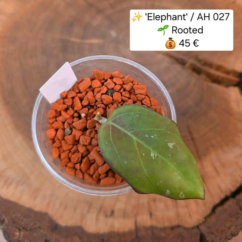 Hoya 'Elephant' / AH 027, Bewurzelte Pflanze