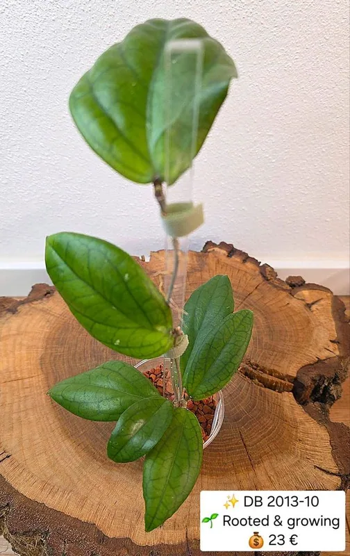 Hoya DB 2013-10, Bewurzelte Pflanze