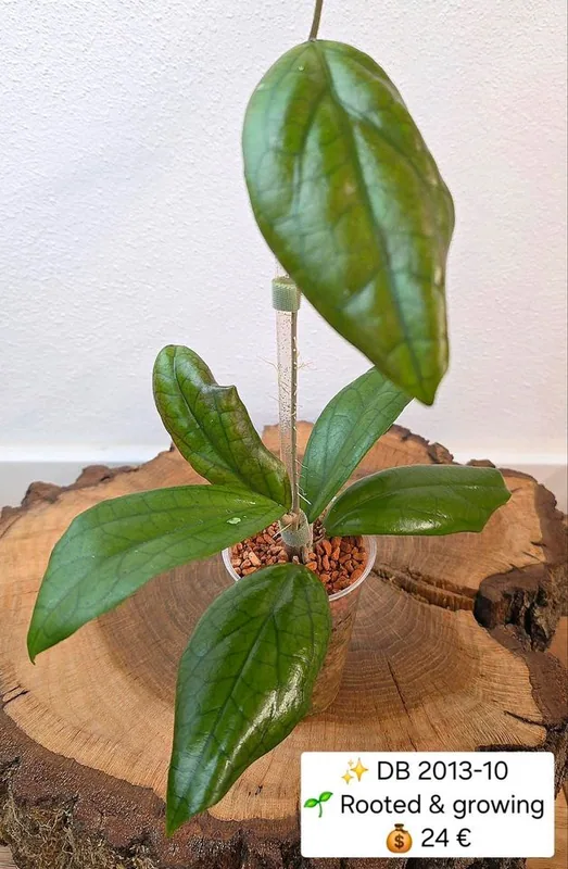 Hoya DB 2013-10, Bewurzelte Pflanze