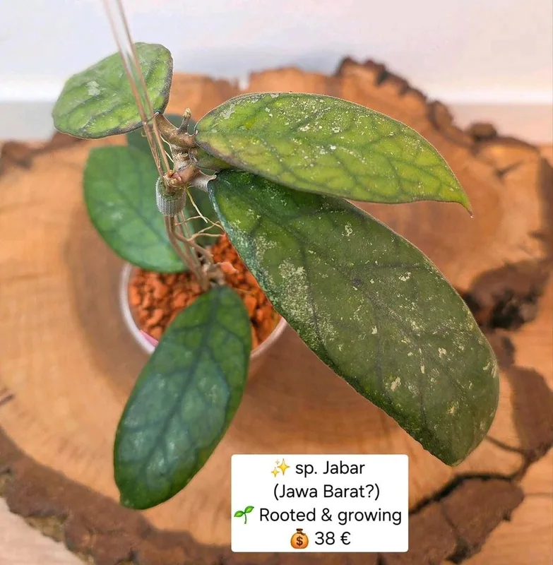 Hoya sp. Jabar (Jawa Barat?), Bewurzelte Pflanze