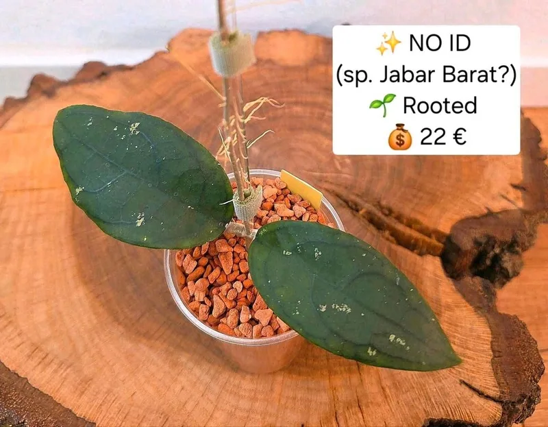 Hoya sp. Jabar (Jawa Barat?), Bewurzelte Pflanze