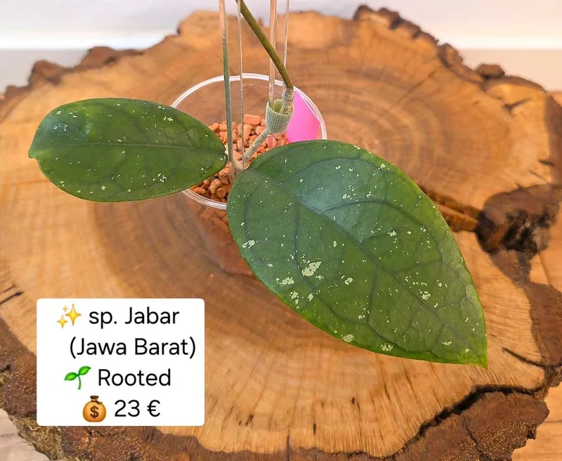 Hoya sp. Jabar (Jawa Barat?), Bewurzelte Pflanze