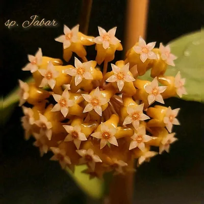 Hoya sp. Jabar (Jawa Barat?), Bewurzelte Pflanze