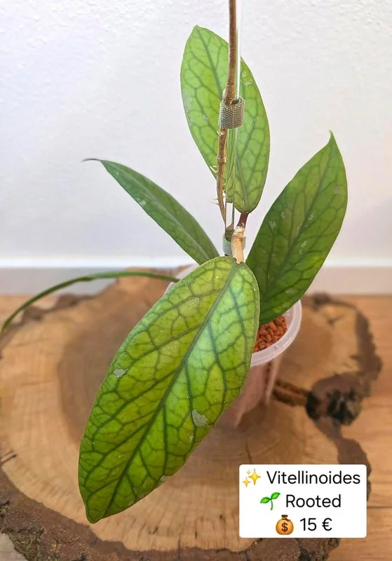 Hoya vitellinoides + Pedunkel, Bewurzelte Pflanze