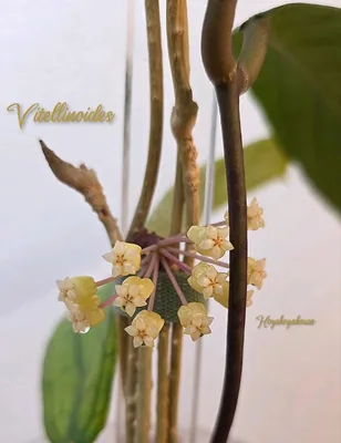 Hoya vitellinoides + Pedunkel, Bewurzelte Pflanze