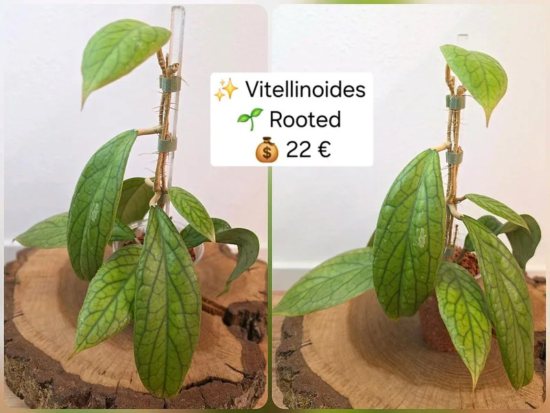 Hoya vitellinoides + Pedunkel, Bewurzelte Pflanze