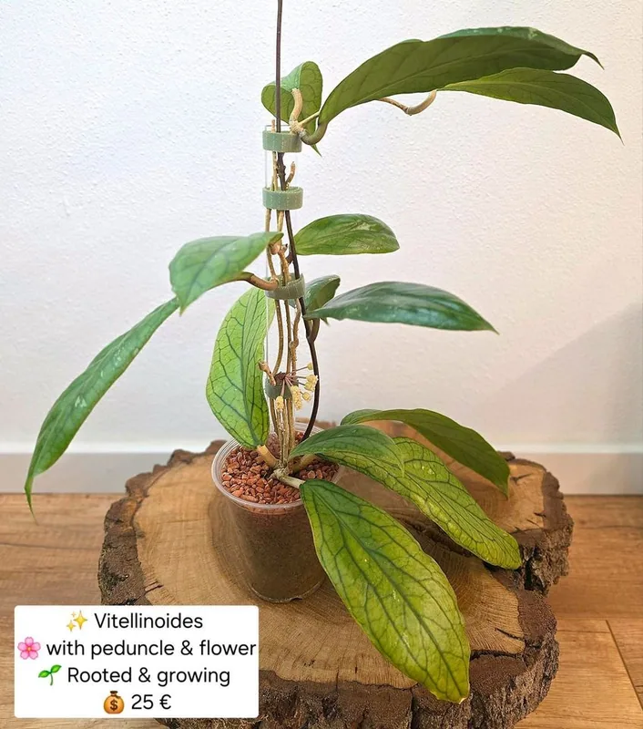 Hoya vitellinoides + Pedunkel, Bewurzelte Pflanze