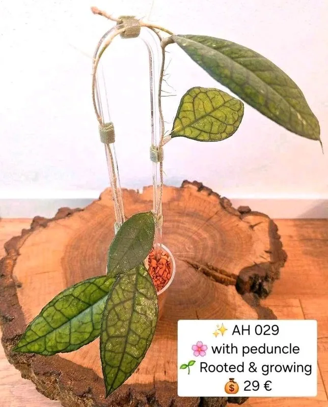 Hoya AH 029, Bewurzelte Pflanze