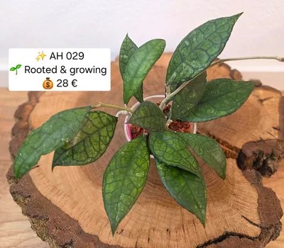Hoya AH 029, Bewurzelte Pflanze