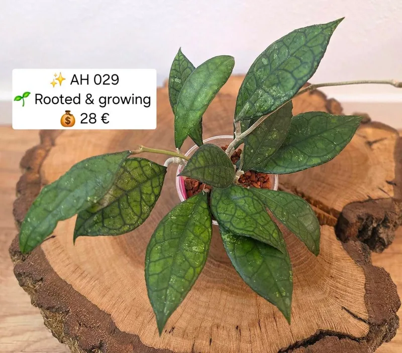 Hoya AH 029, Bewurzelte Pflanze