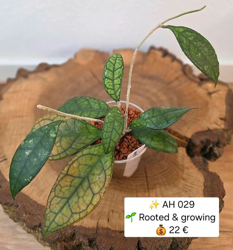 Hoya AH 029, Bewurzelte Pflanze