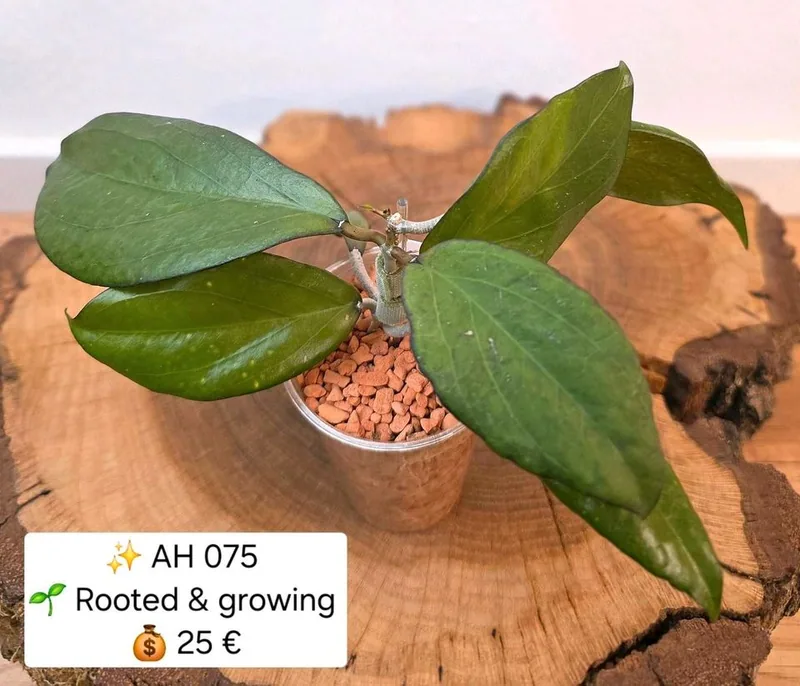 Hoya AH 075, Bewurzelte Pflanze
