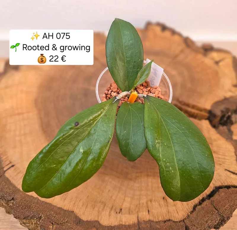 Hoya AH 075, Bewurzelte Pflanze