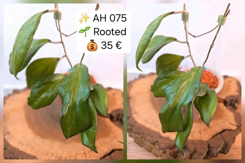 Hoya AH 075, Bewurzelte Pflanze