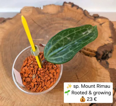 Hoya mount Rimau, Steckling
