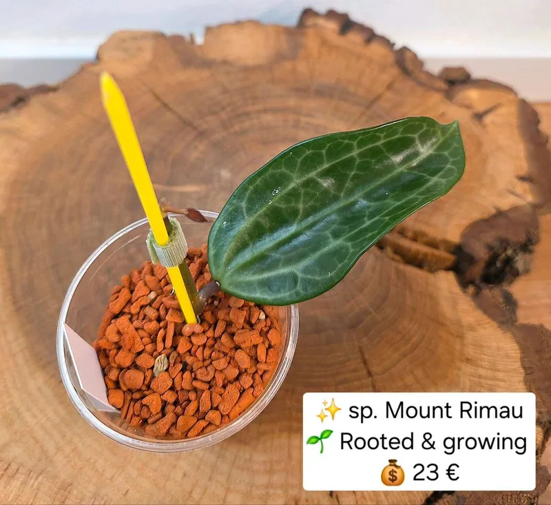 Hoya mount Rimau, Steckling