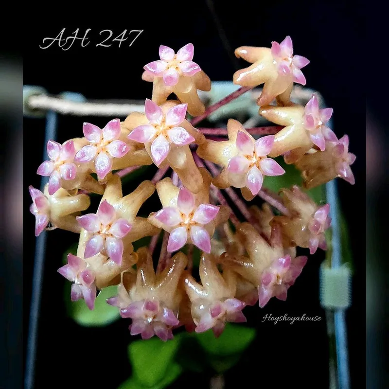 Hoya AH 247, Bewurzelte Pflanze