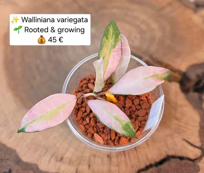Hoya walliniana Variegata, Steckling