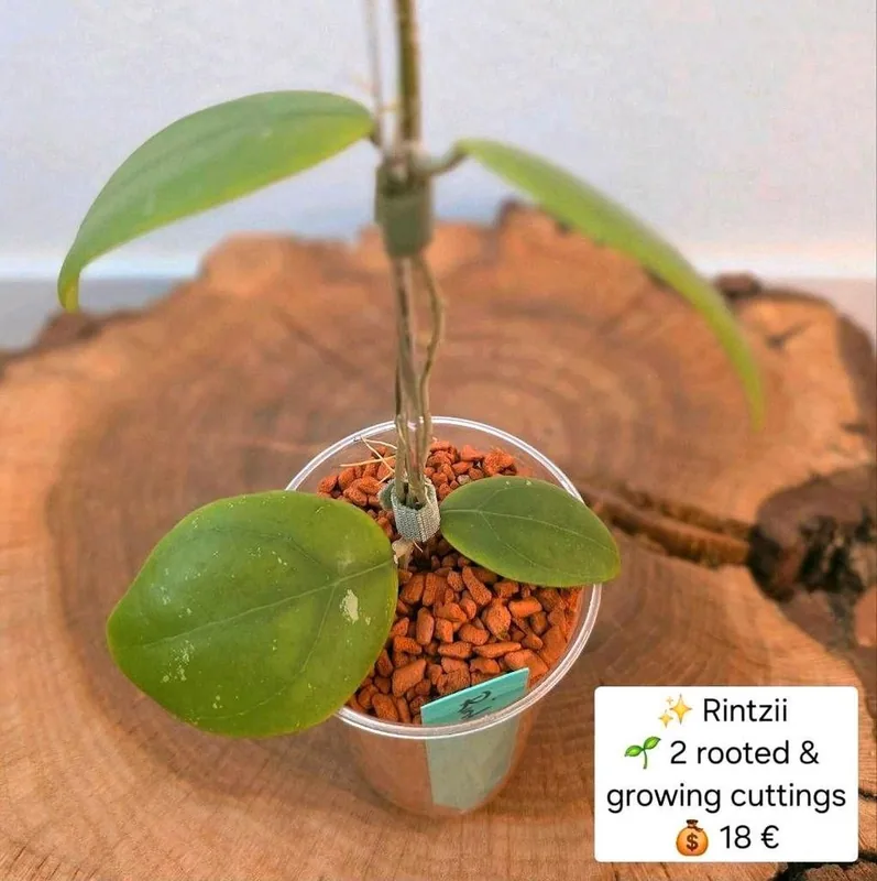 Hoya rintzii, Bewurzelte Pflanze