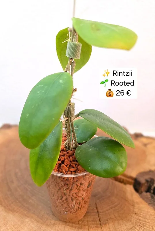 Hoya rintzii, Bewurzelte Pflanze