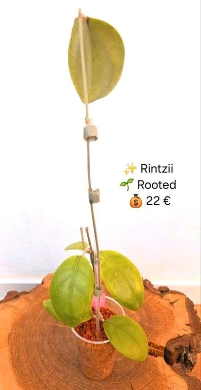 Hoya rintzii, Bewurzelte Pflanze