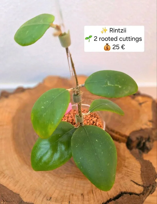 Hoya rintzii, Bewurzelte Pflanze