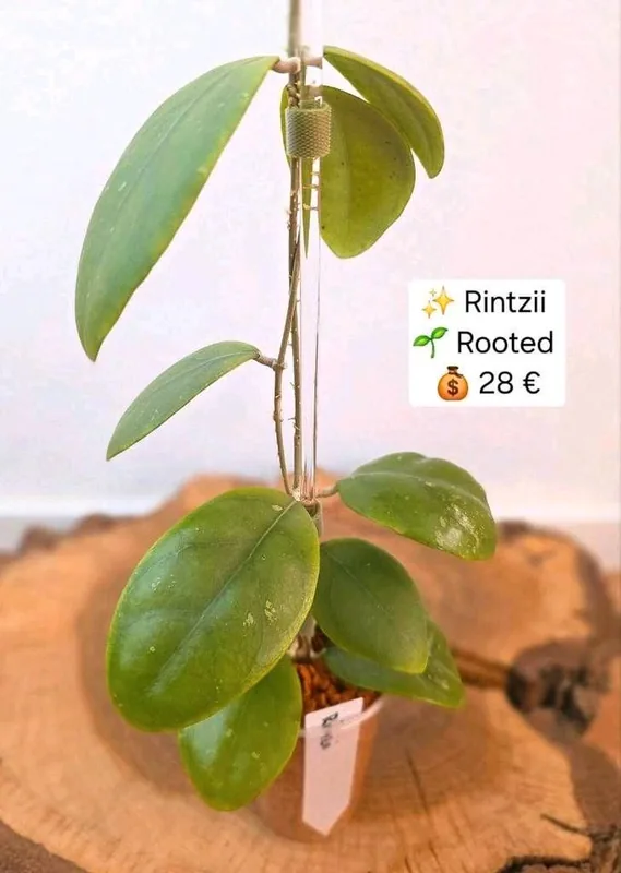 Hoya rintzii, Bewurzelte Pflanze