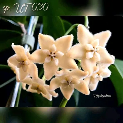 Hoya sp. UT 030, Bewurzelte Pflanze