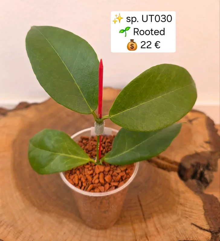 Hoya sp. UT 030, Bewurzelte Pflanze
