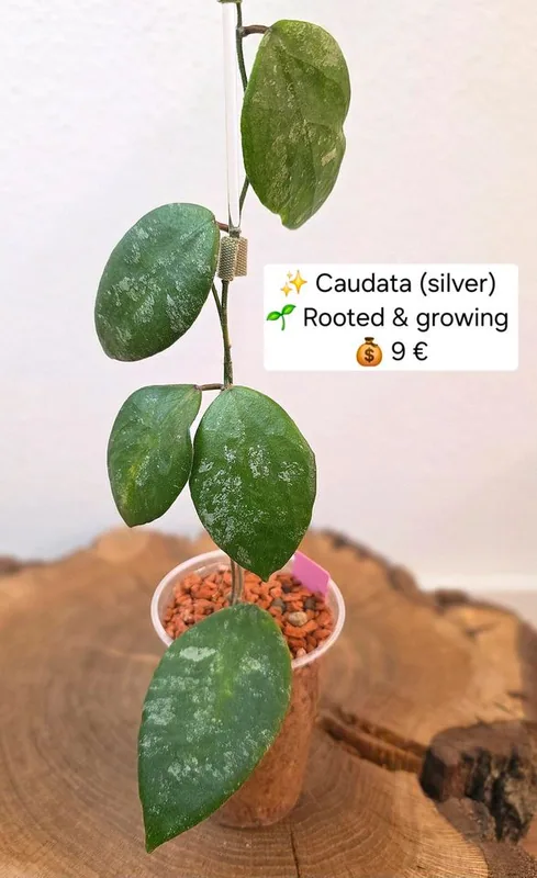 Hoya caudata (Silver), Bewurzelte Pflanze