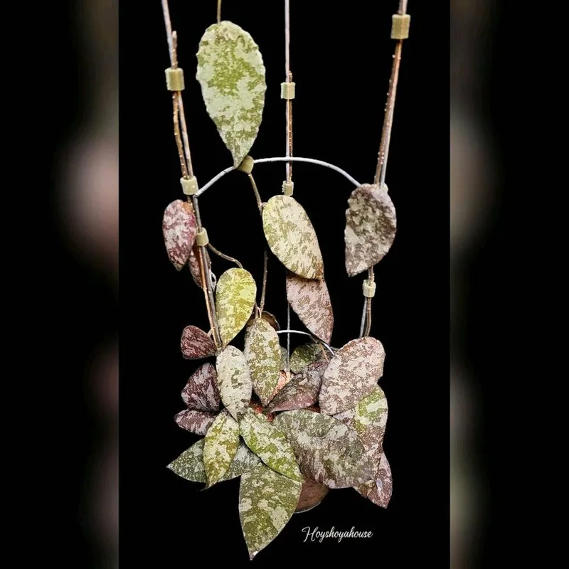 Hoya caudata Gold, Bewurzelte Pflanze