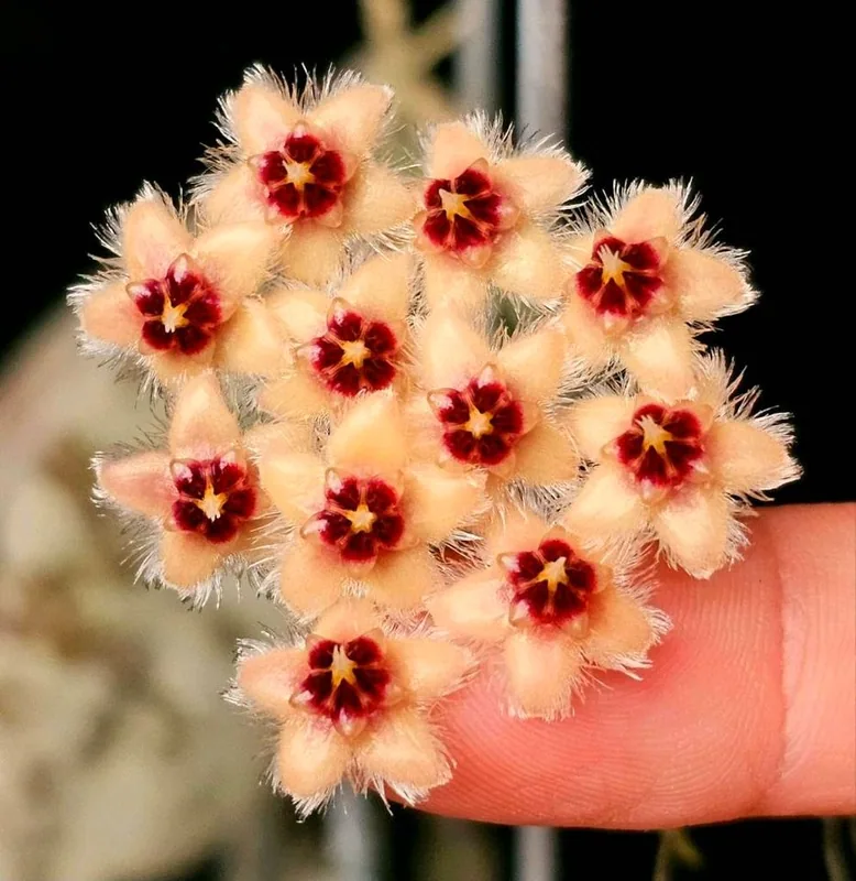 Hoya caudata Gold, Bewurzelte Pflanze