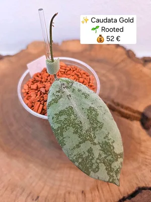 Hoya caudata Gold, Bewurzelte Pflanze