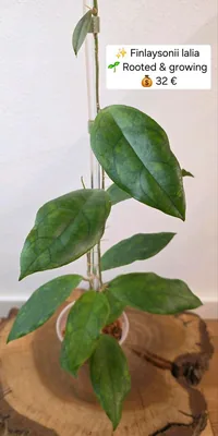 Hoya finlaysonii Lalia, Bewurzelte Pflanze