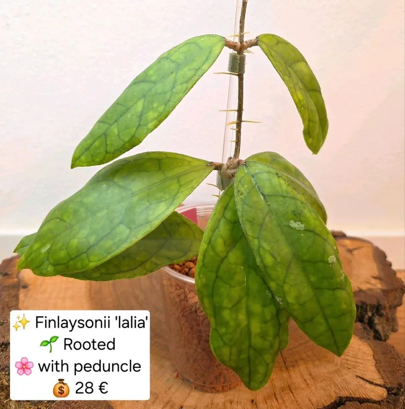Hoya finlaysonii Lalia, Bewurzelte Pflanze